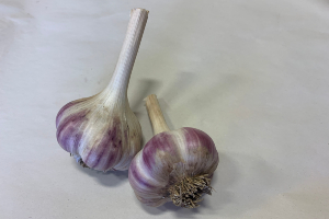 Estonian Red Garlic Bulb