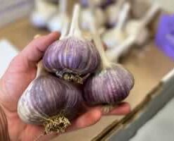 Marble Purple Stripe