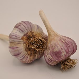 Tibetan Garlic