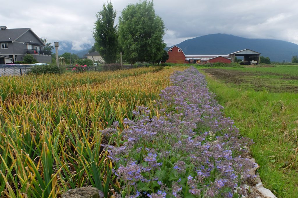 Great Garlic - Ethical Farming
