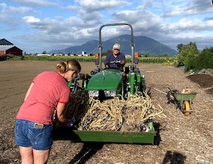 Harvesting Garlic