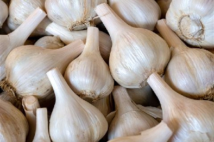 Yugaslavian Garlic