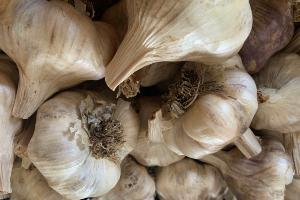 early red italian garlic