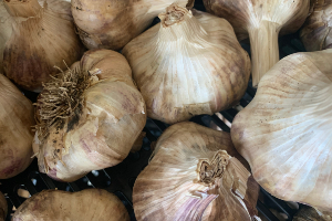 formidable garlic