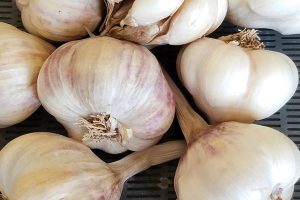 sweet haven garlic