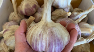 Growing Garlic – 3 Key Things