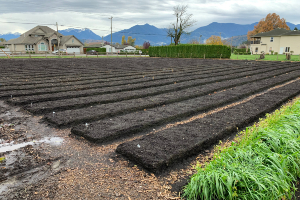 raised-garlic-beds