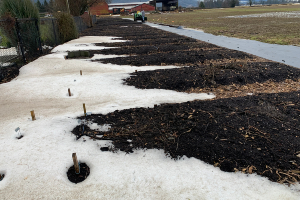 garlic-planting-spring