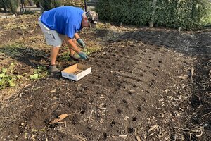 garlic-planting-in-fall