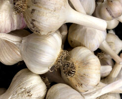 Organic Dan’s Italian