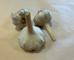 Organic Killarney Red